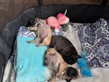 Mops