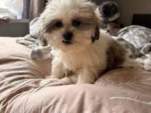 Tutvu meie armsate shih tzu kutsikatega, kes otsiv
