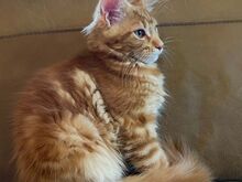Maine Coon tõugu kassipojad