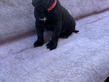 KIIRE!! Cane Corso tšempioni puhtatõulised kutsika