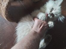Персидские котята
