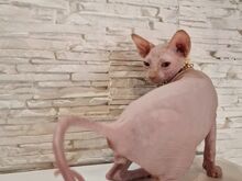 Кот