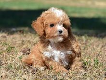 Maltipoo kutsikad