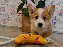 Welsh corgi pembroke kutsikad