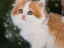 Ainuke EESTIS  Briti kassipoeg  GOLDEN/WHITE