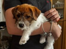 Jack Russell terjeri kutsikapoiss (FCI/LKF)