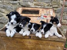 BORDERCOLLIE