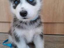Siberi husky kutsikad on valmis oma uude koju.