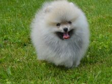 POMERANIAN