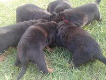 Rottweileri kutsikad.