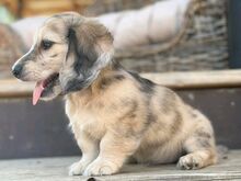 Bear Creek dachshund