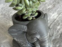 Crassula rupestris (наскальная толстянка)