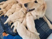 Golden Retriever Puppies Available