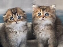 Scottish Fold - Scottish Straight