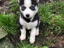Siberi husky kutsikad