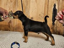 Kääbuspinser, Zwergpinscher, Miniature Pincher