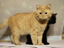 Кот-юноша Прийт