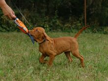 Ungari lühikarvalise linnukoera kutsikad (vizsla)