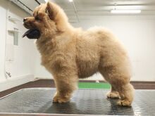 Chow chow kutsikad