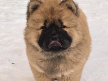 CHOW CHOW KUTSIKAS