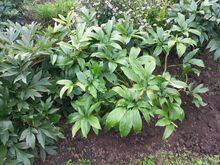 Pojeng / Paeonia lactiflora Sunny Girl