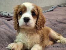 Cavalier King Charles spanjeli kutsikad!