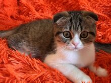 Scottish Fold kassipoeg