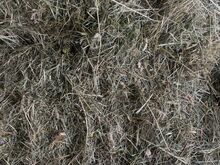 Сено для грызунов, лошадей