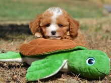Maltipoo kutsikad