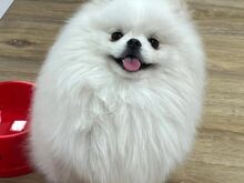Pomeranian kutsikas