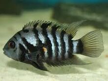 Convict cichlid