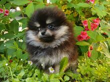 Pomeranian kutsikad