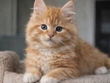 Isane Maine Coon, TICA registreeritud, aktiivne.