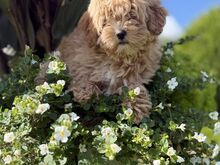 Maltipoo emane kutsikas