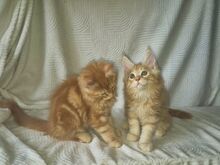 Maine coon