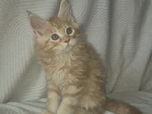 Maine coon