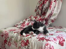 Kassipoiss Teodor