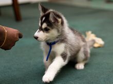 Siberi husky kutsikad