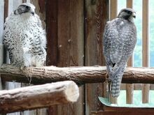 Buy GYR Falcon Pair Online