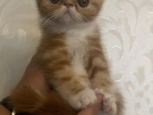 Котята экзотической породы