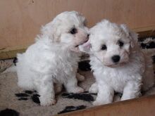 Bichon Frise kutsikad