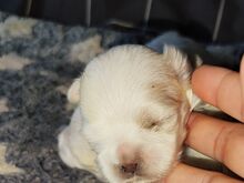 Malteze