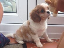 Cavalier King Charlesi spanjeli kutsikad