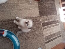 Ragdoll kassipojad saadaval