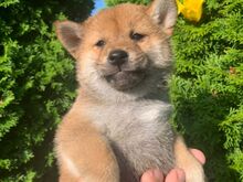 Shiba inu