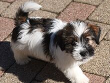 Jack Russell