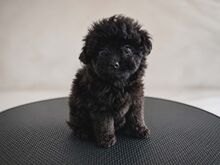 Pomopoo