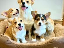 Pembroke Welsh Corgi Pembroke'i kutsikad