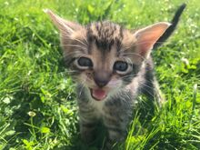 Котята