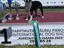 Bostoni terjeri kutsikas